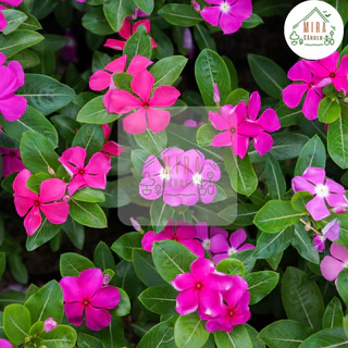 เมล็ดพันธุ์ดอกแพงพวยคละสี 50 เมล็ด