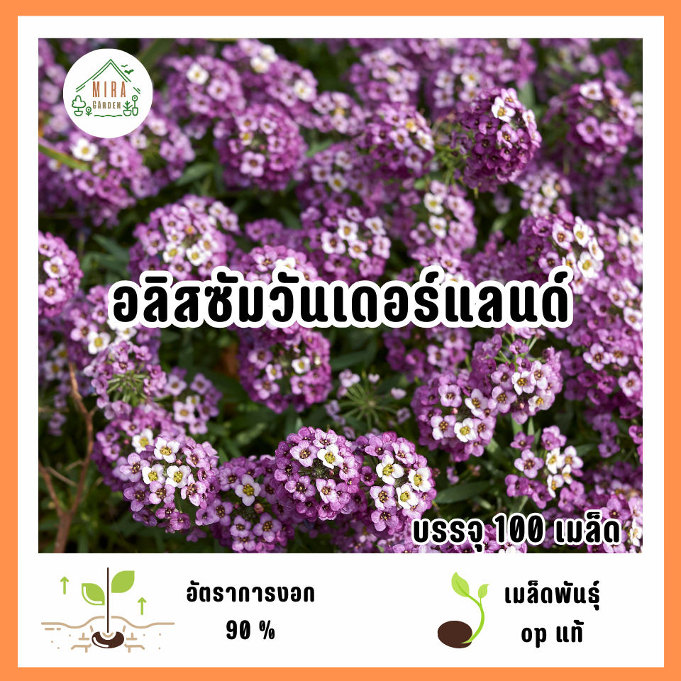 เมล็ดพันธุ์อลิสซั่มวันเดอร์แลนด์ 100 เมล็ด