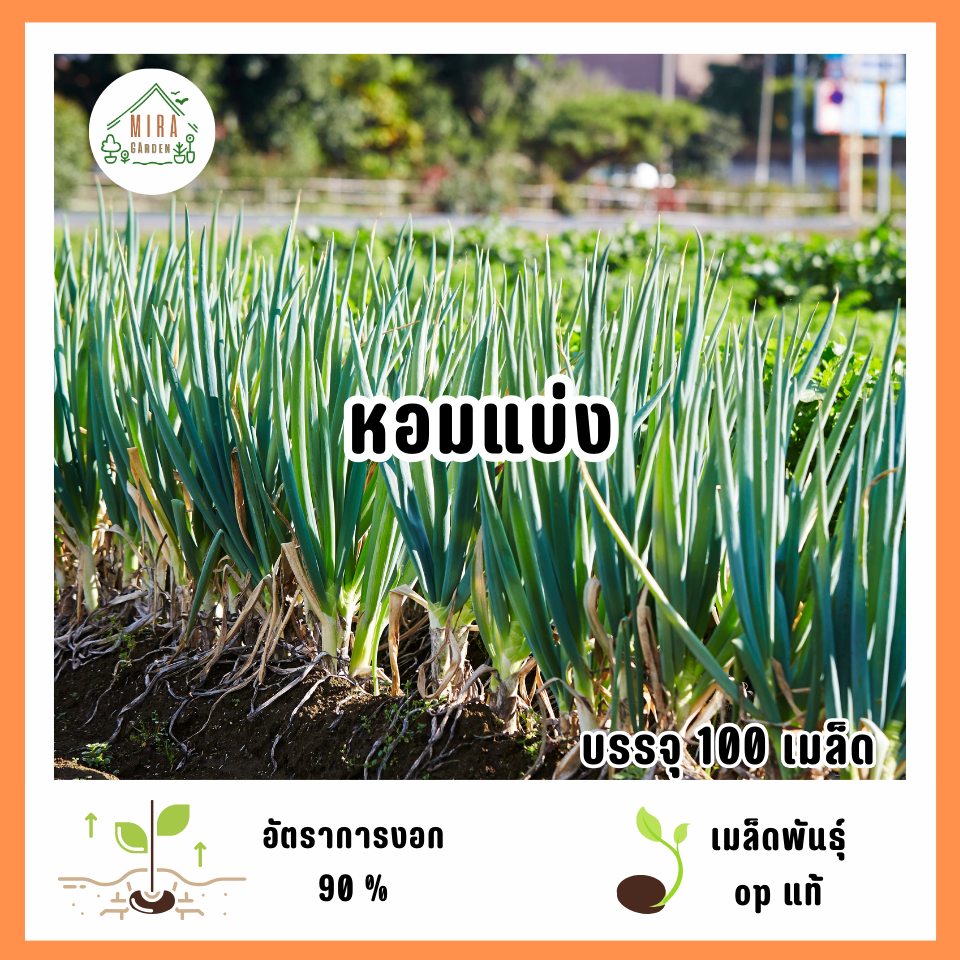 เมล็ดพันธุ์ต้นหอมแบ่ง 100 เมล็ด