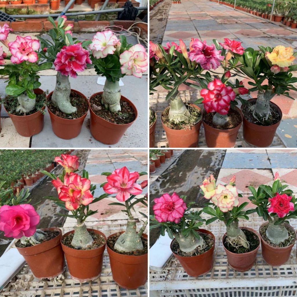 100 เมล็ด เมล็ดพันธุ์ ชวนชม สายพันธุ์ไต้หวัน ดอกชั้นเดียว Adenium Double Petal Seeds