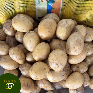 มันฝรั่งสด มันฝรั่งนอก ไซส์B ขนาดกำลังพอดี กระสอบ9-10KG