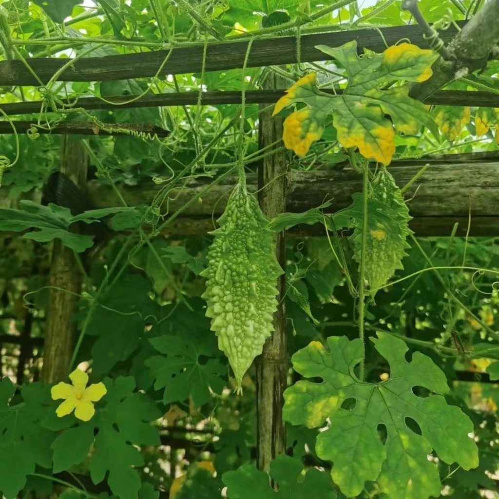 คุณภาพดี 5 เมล็ด ปลูกง่าย โตไว เมล็ดพันธุ์มะระขี้นก Round Bitter Gourd Seeds Ampalaya Seeds Vegetables Plants มะระขี้นก
