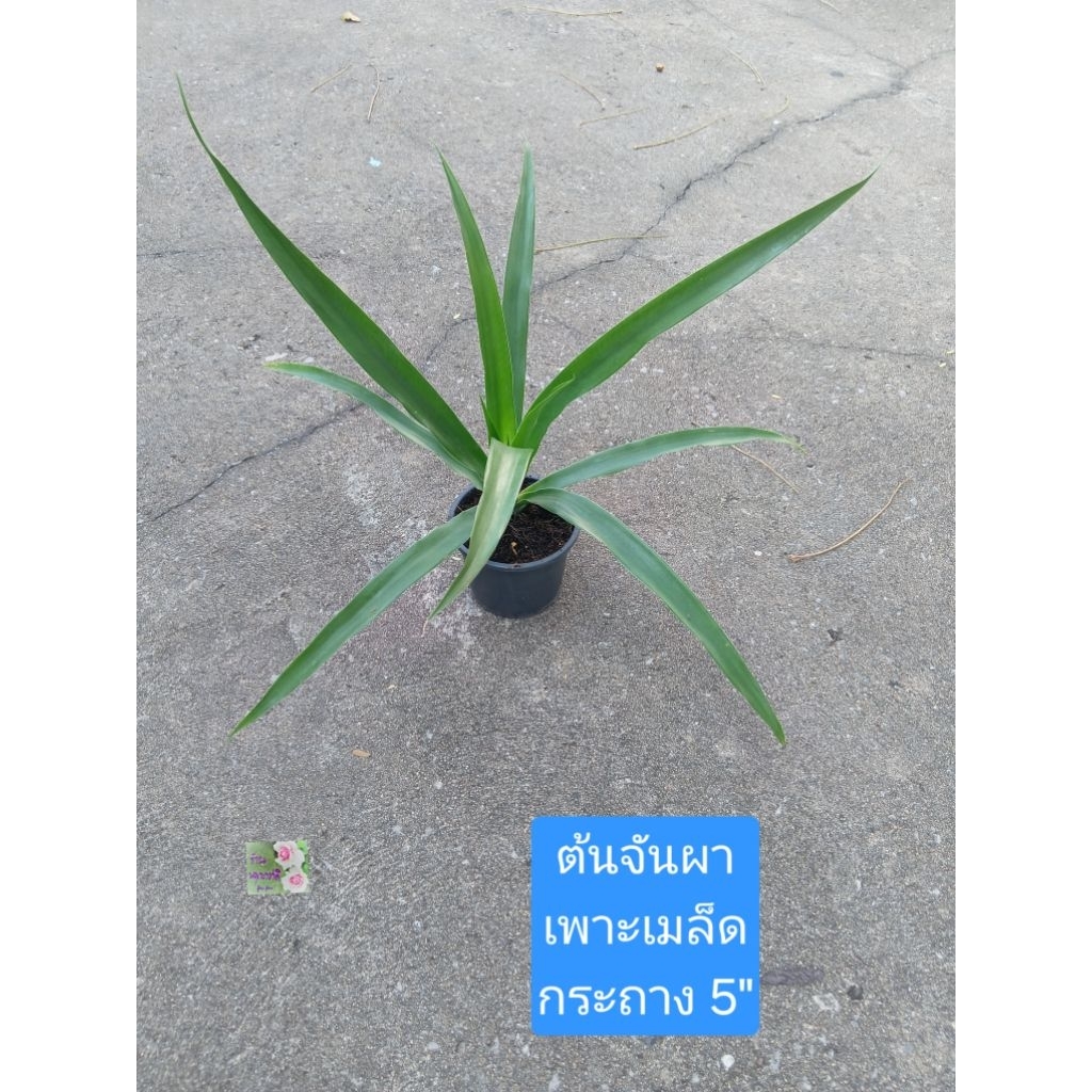 ต้นจันผา จันทร์ผา เพาะเมล็ด กระถาง 5" ไม้ประดับ ไม้มงคล ฟอกอากาศ เลี้ยงง่าย แดดรำไร แดดครึ่งวัน/ทั้ง