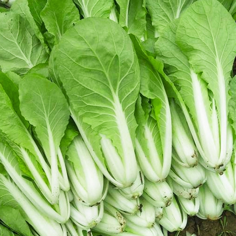 200เมล็ด/ซอง ผักกาดขาวน้อย ขาวนวล เมล็ดพันธุ์ High Yield Chinese Pavito Pechay Seeds for Planting Vegetable Seeds Organi