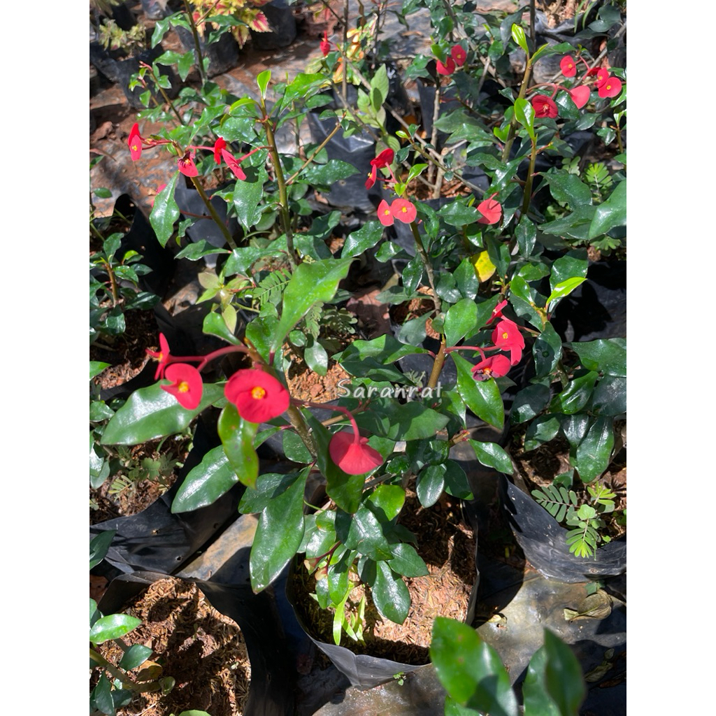 ต้นโป๊ยเซียนไร้หนาม (Euphorbia geroldii) ไม้มงคล - รูปที่ 4