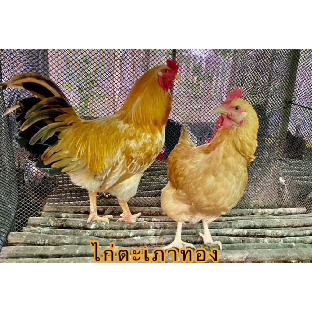 ไข่เชื่อ ไก่ตะเภาทอง 1 ชุด 4 ฟอง 200 บาท เคลมเชื้อ 100%