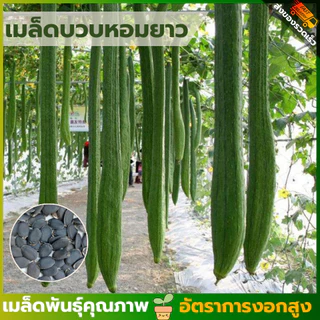 เมล็ดพันธุ์บวบหอมยาว ซองละ 50 เมล็ด เมล็ดพันธุ์แท้ คัดพิเศษทุกเมล็ด