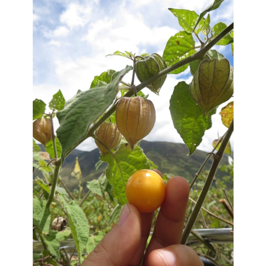 เมล็ดพันธุ์เคพกู้ดเบอร์รี่ ซองละ 60 เมล็ด - รูปที่ 2