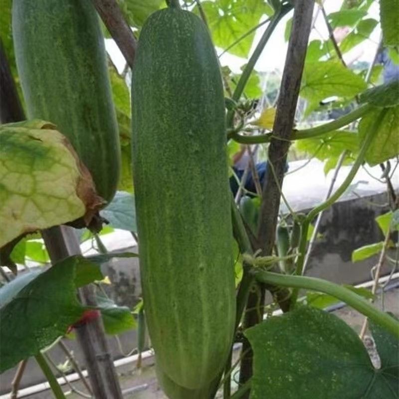 Cucumber seeds เมล็ดพันธุ์ แตงกวา 30 เมล็ด แถมคละได้ ปลูกง่าย สวนครัว F1 Seeds