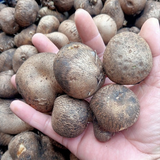 มันเหน็บ มันเห็บ มันหำ มันไข่ เหนียวหนึบหากินยาก