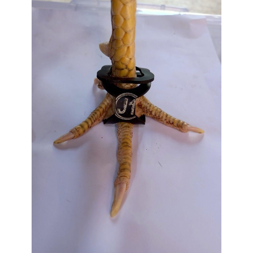 รองเท้าไก่ ไซส์ M 6 คู่