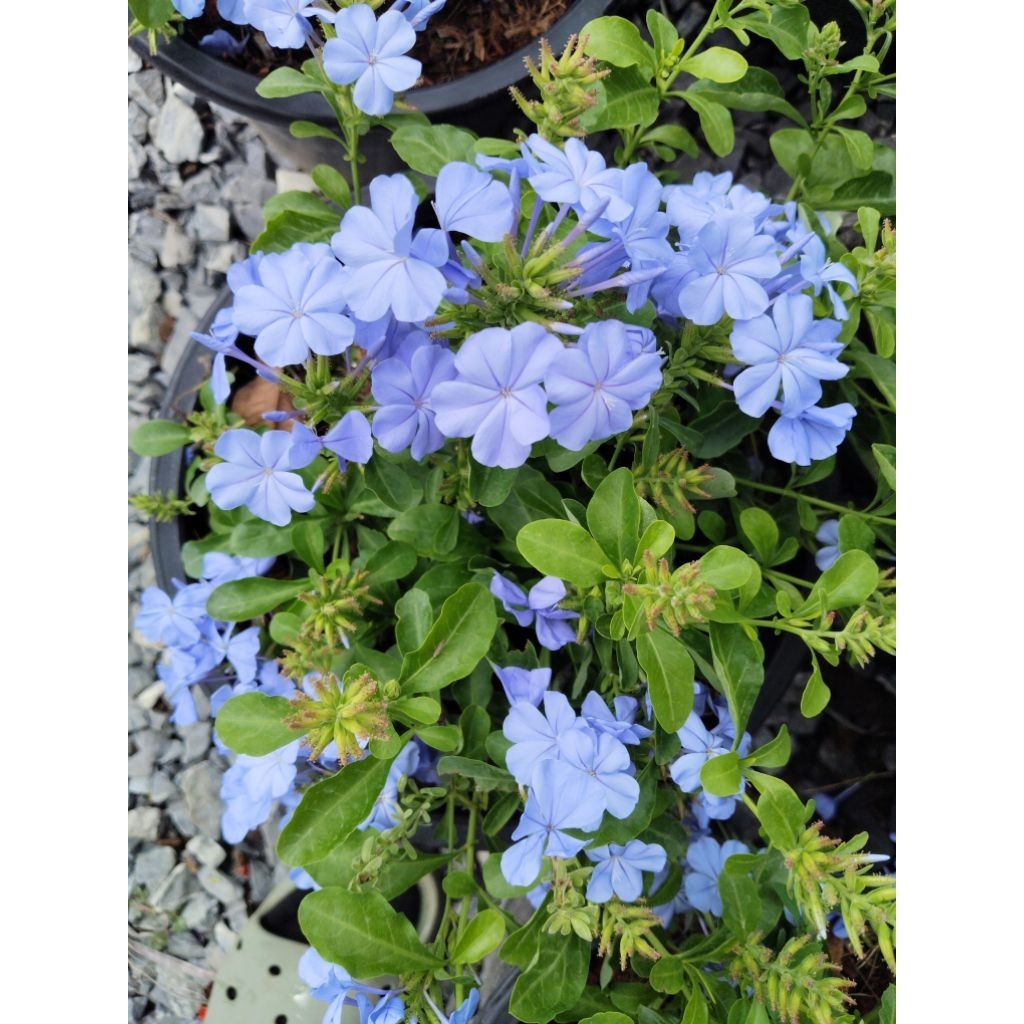 พยับหมอก Cape leadwort หรือ Leadwort