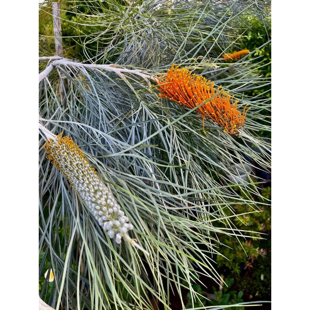 สนเกรวิลเลียส้มเม่น Grevillea Pteridifolia