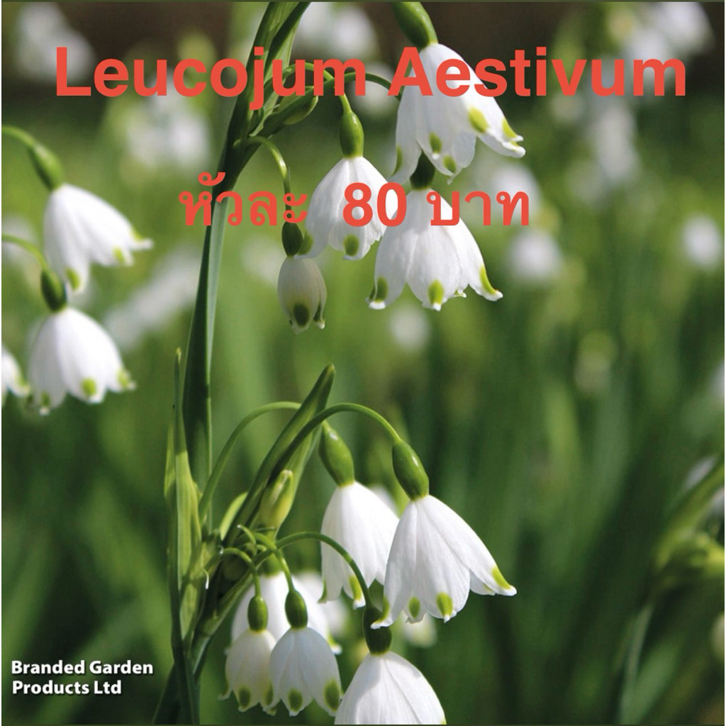 หัวดอกไม้นำเข้าจากอังกฤษมีNasissus,Leucojum Aestivom