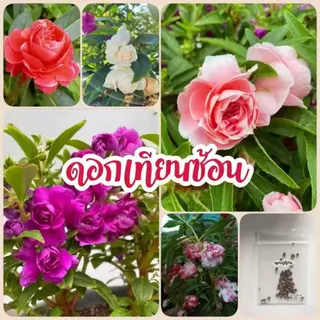 เมล็ดพันธุ์ ดอกเทียนซ้อน คละสี 500เมล็ด ถูกที่สุด เมล็ดพันธุ์ พร้อมส่งจากไทย