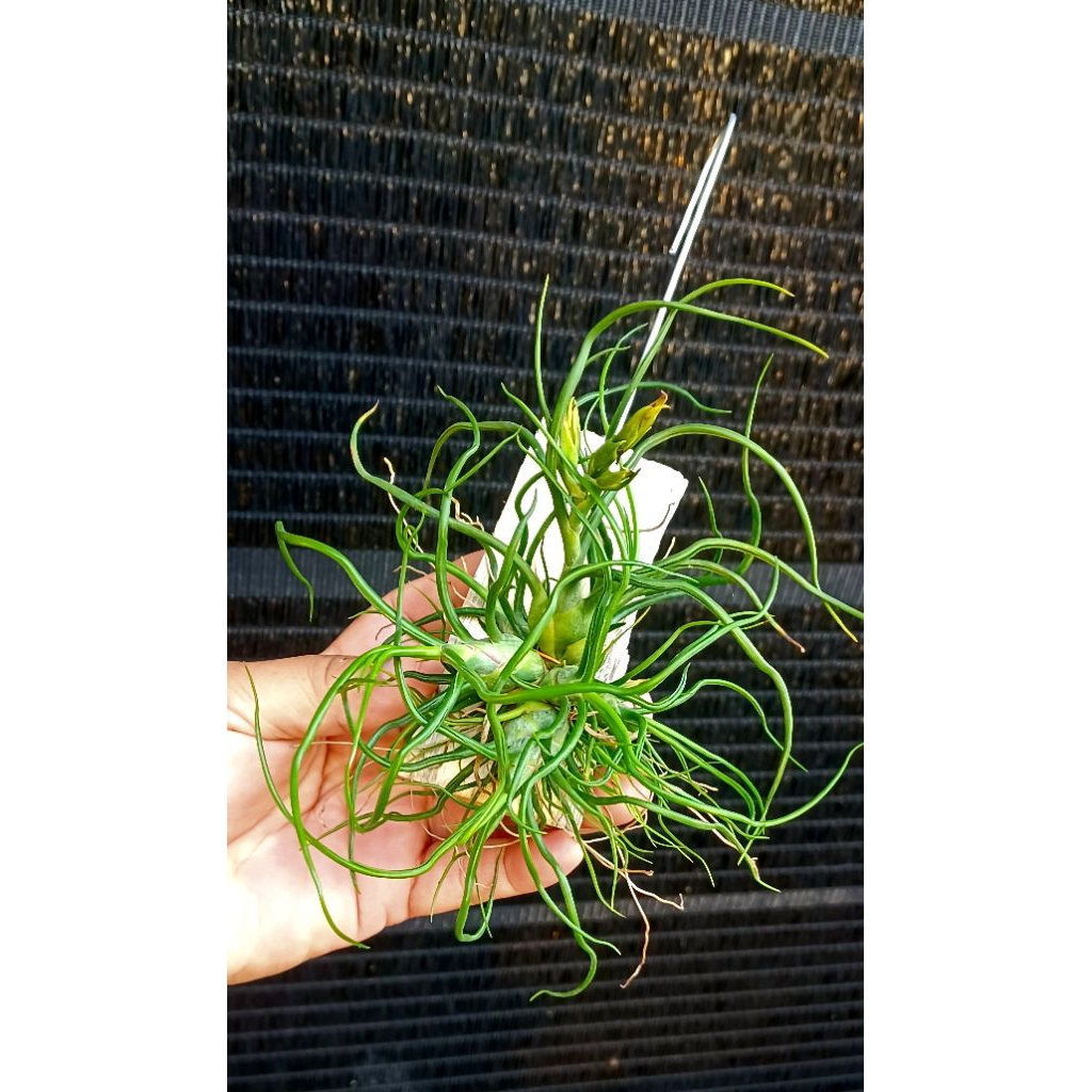 Tillandsia bulbosa hanging airplants
