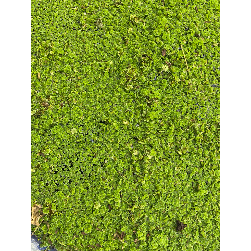 แหนแดงไมโคฟิล่า 2 กิโล