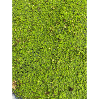 แหนแดงไมโคฟิล่า 2 กิโล