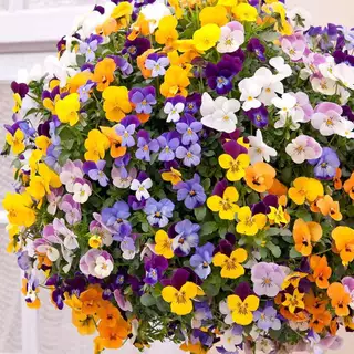 ดอกไม้ฝรั่ง📌10 แถม1!!🎯ถูกที่สุด10บ.🎯เมล็ดพันธุ์ดอกไม้ฝรั่ง 5 -200เมล็ด🌸ปลูกง่าย🌱โตเร็ว🌸ดอกสวยมาก