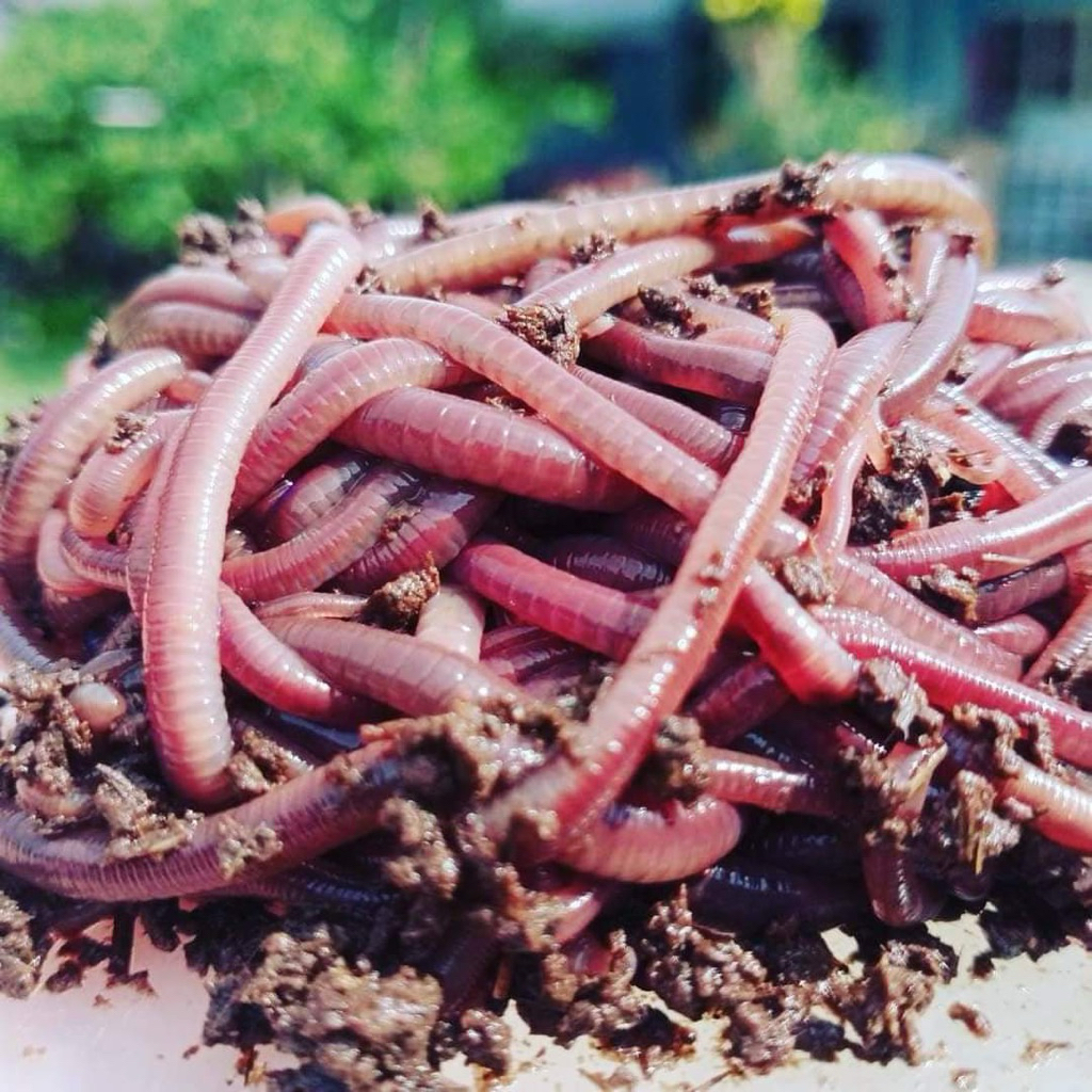 เหยื่อตกปลาไส้เดือนaf ขนาด 500g