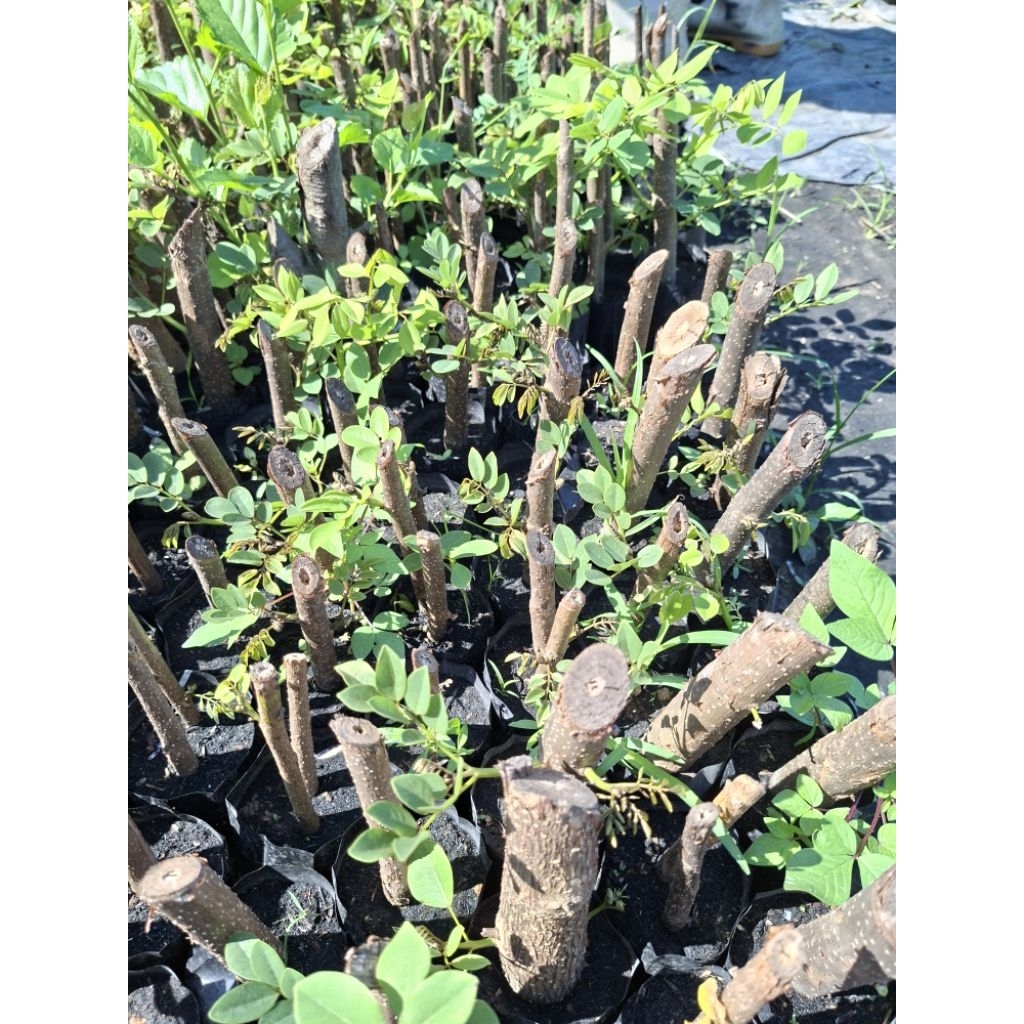 ต้นแคฝรั่ง ดอกสีชมพู ชำกิ่ง 🌸สั่ง 3 แถม 1 ต้น🌱 รากแข็งแรงพร้อมปลูก - รูปที่ 4