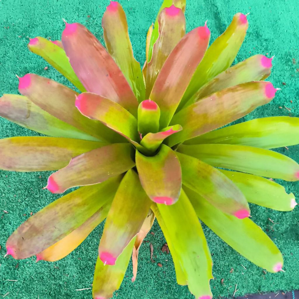 สัปปะรดสี  เล็บมือนาง" Neoregelia spectabilis