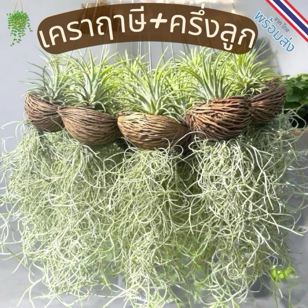 เคราฤาษี​ ชุด​ 5หรือ10​ พวง ไม้ฟอกอากาศ​ ประดับตกแต่งอาคาร​ บ้านเรือน ช่วยให้อากาศบริสุทธิ์​ ดูแลง่าย​ ทนแล้งได้ดี