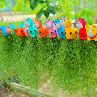 เคราฤาษี​ ชุด​ 5หรือ10​ พวง ไม้ฟอกอากาศ​ ประดับตกแต่งอาคาร​ บ้านเรือน ช่วยให้อากาศบริสุทธิ์​ ดูแลง่าย​ ทนแล้งได้ดี