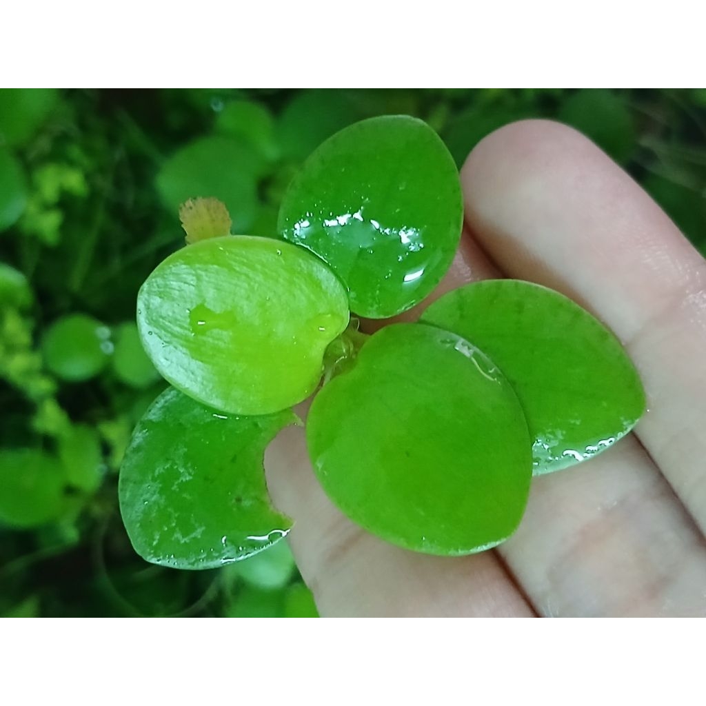จอกญี่ปุ่นแท้ 100% (Japanese Frogbit) ชุด 5 ดอก