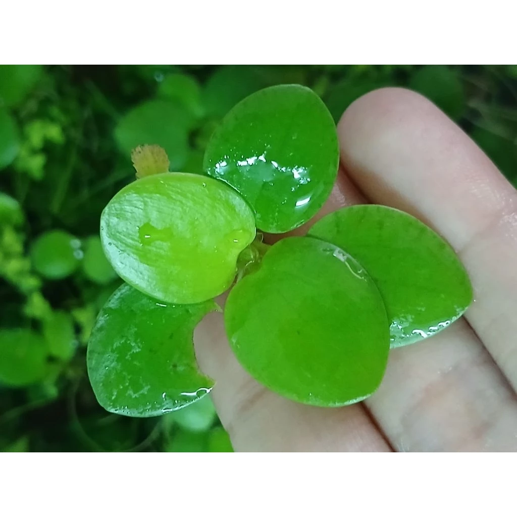 จอกญี่ปุ่น Japanese Frogbit ชุด 5 ดอก