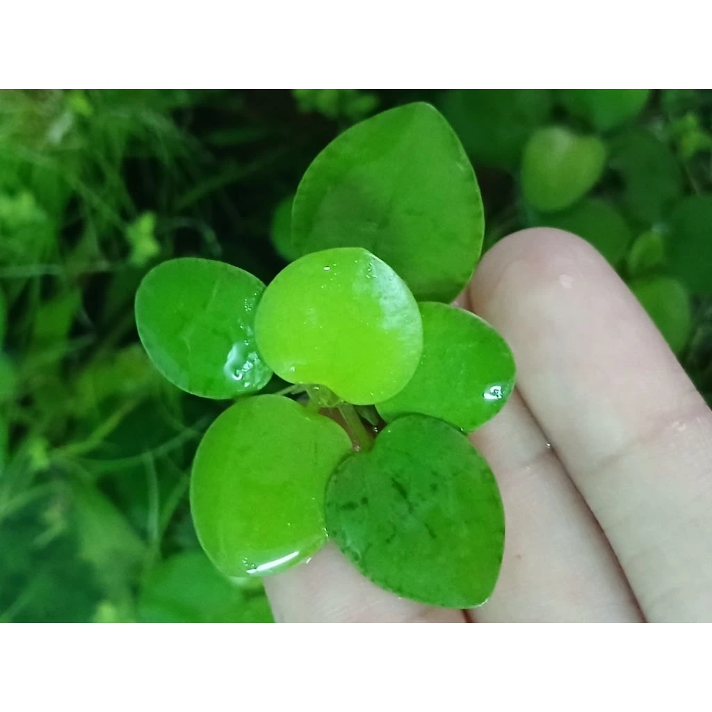 จอกญี่ปุ่น Japanese Frogbit ชุด 5 ดอก thumbnail 6