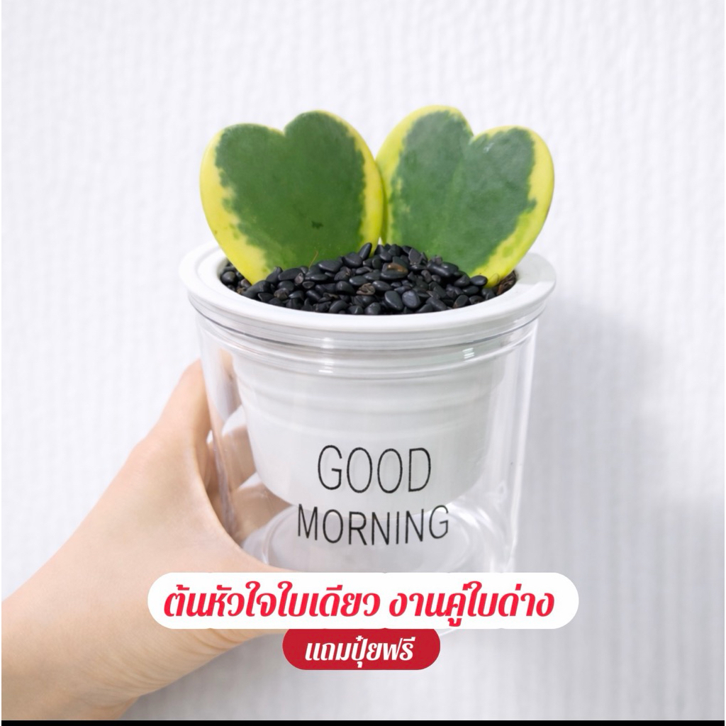 ต้นหัวใจใบเดียว งานคู่ใบด่าง+กระถางรดน้ำอัตโนมัติ+หินบาหลีเงาดำ+ฟรีปุ๋ย