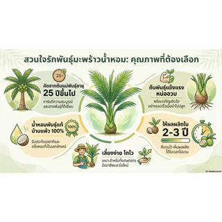 มะพร้าวน้ำหอมต้นเตี้ยบ้านแพ้วแท้🏝🏝