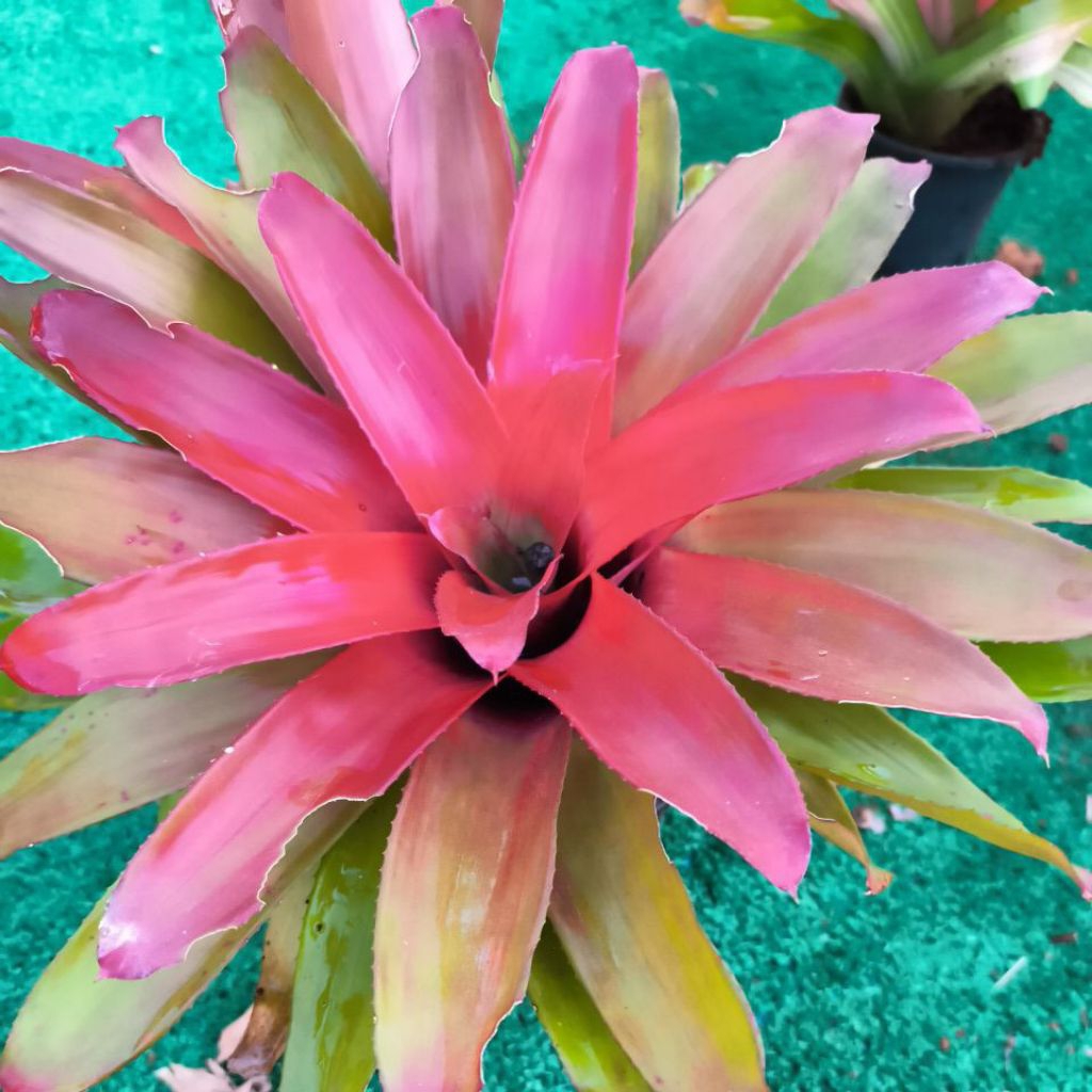 สับปะรดสีหัวแดง" หรือ "Blushing Bromeliad"