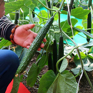 เมล็ดพันธุ์ แตงกวาญี่ปุ่น ชินกิ4 Shinki4 Japanese Cucumber F1 Seed 20 เมล็ด คุณภาพดี ของแท้ 100%