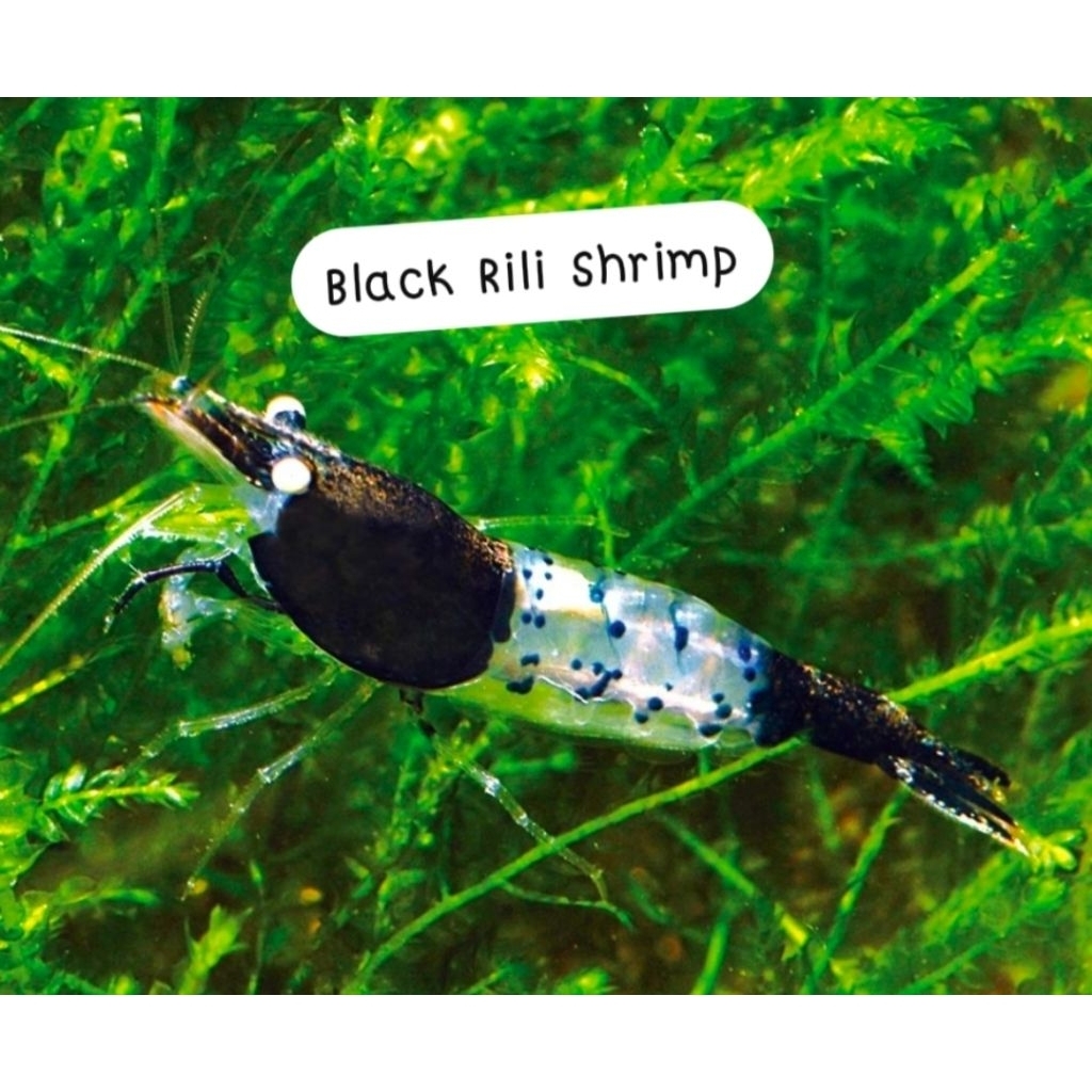 กุ้งแคระBlackRiliอุปกรณ์เสริมกำจัดตะไคร่ตู้ไม้น้ำ(13ชิ้น20ชิ้น)+++(พร้อมส่ง)+++มีประกัน