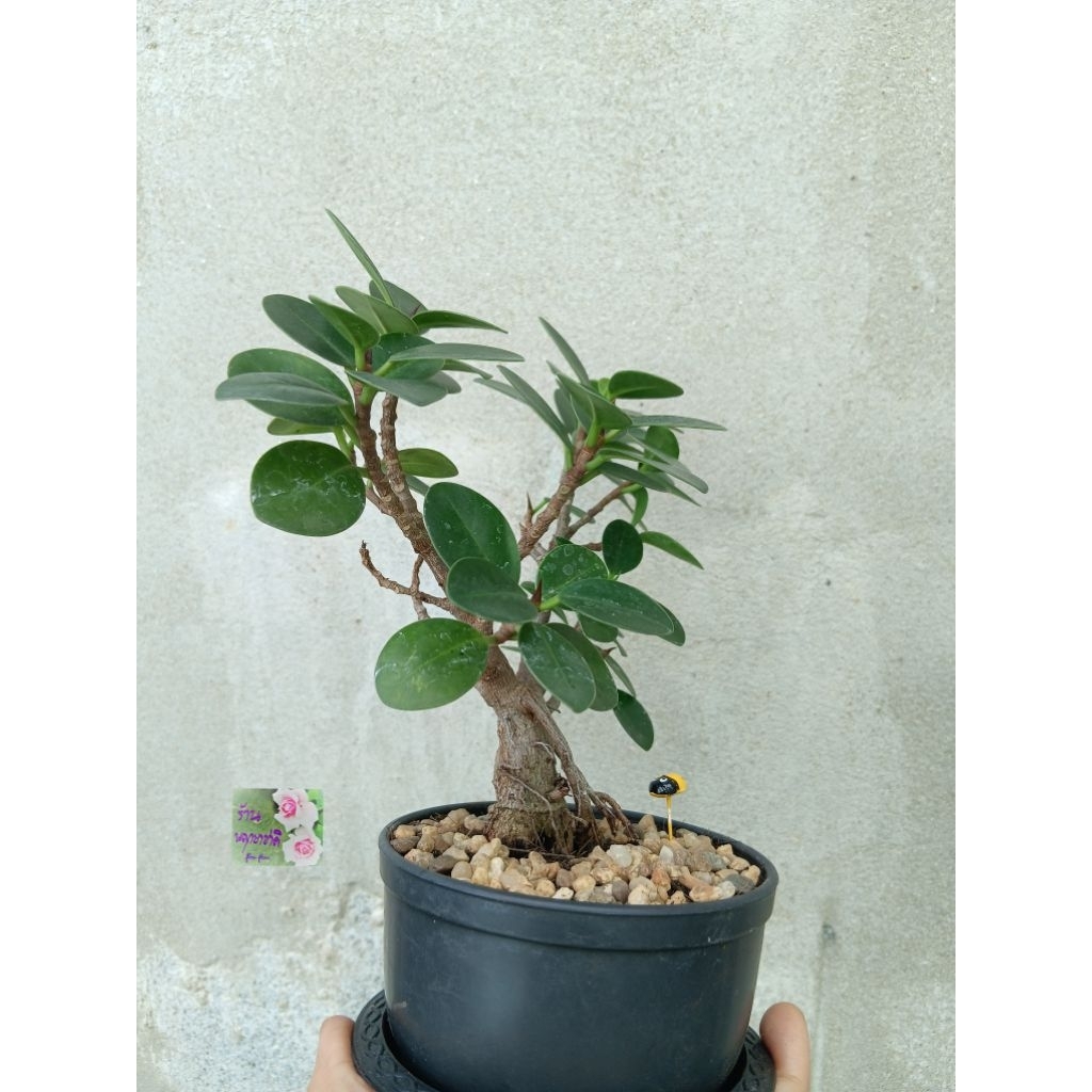 ต้นชัอนเงินช้อนทอง ใบเล็ก Ficus Annulata กระถาง 4 