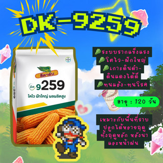 เมล็ดพันธุ์ข้าวโพด ดีคาล์บ 9259 ขนาด 10 กก. ไบเออร์ ฝักใหญ่ …