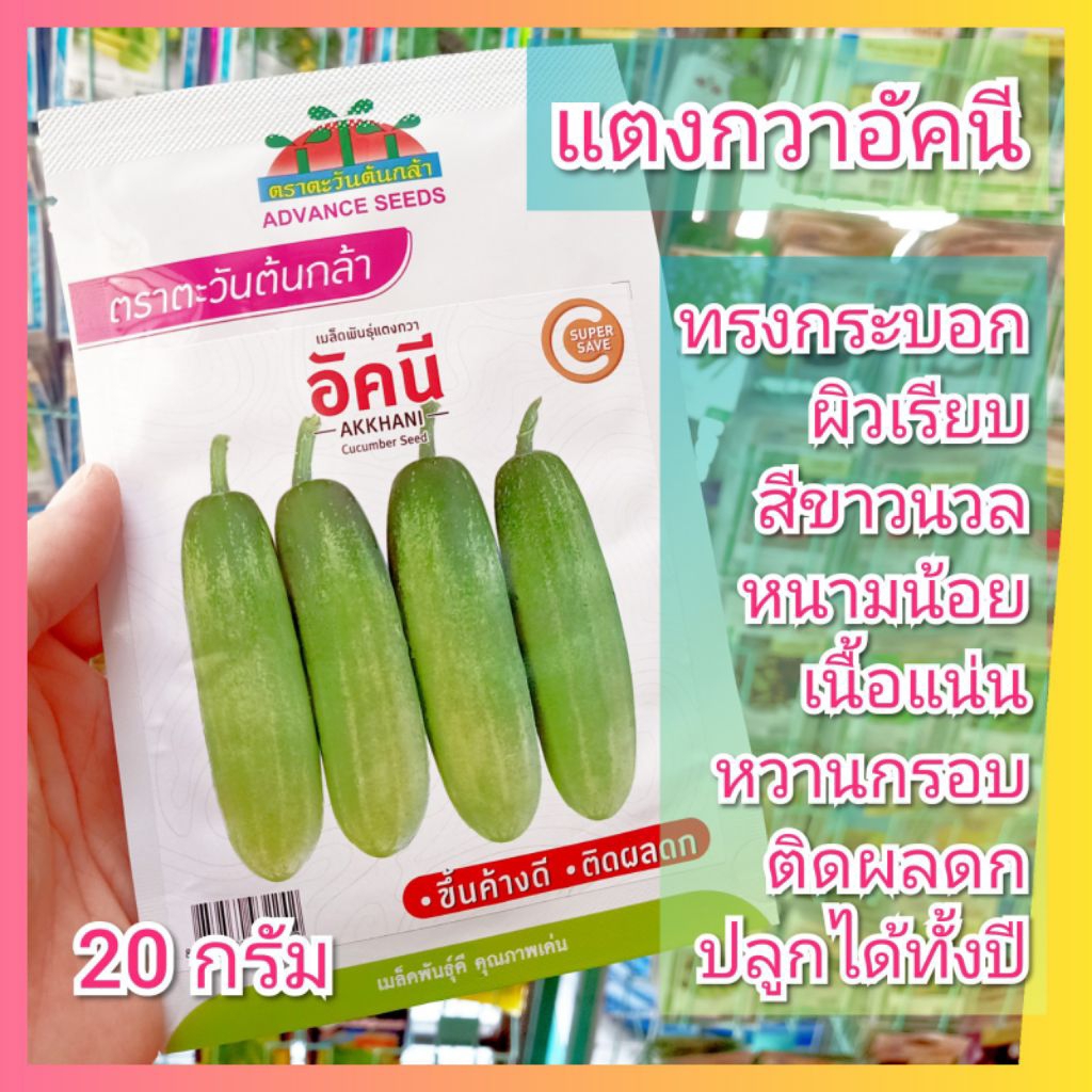 เมล็ดพันธุ์แตงกวา อัคนี 20กรัม ตราตะวันต้นกล้า เมล็ดแตงกวา แตงกวาขาวนวล แตงกวาอัคนี แตงกวา