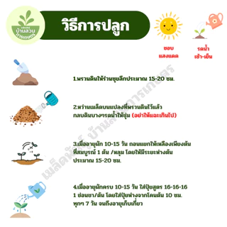 เมล็ดพันธุ์เบบี้แครอท จำนวน 500 เมล็ด