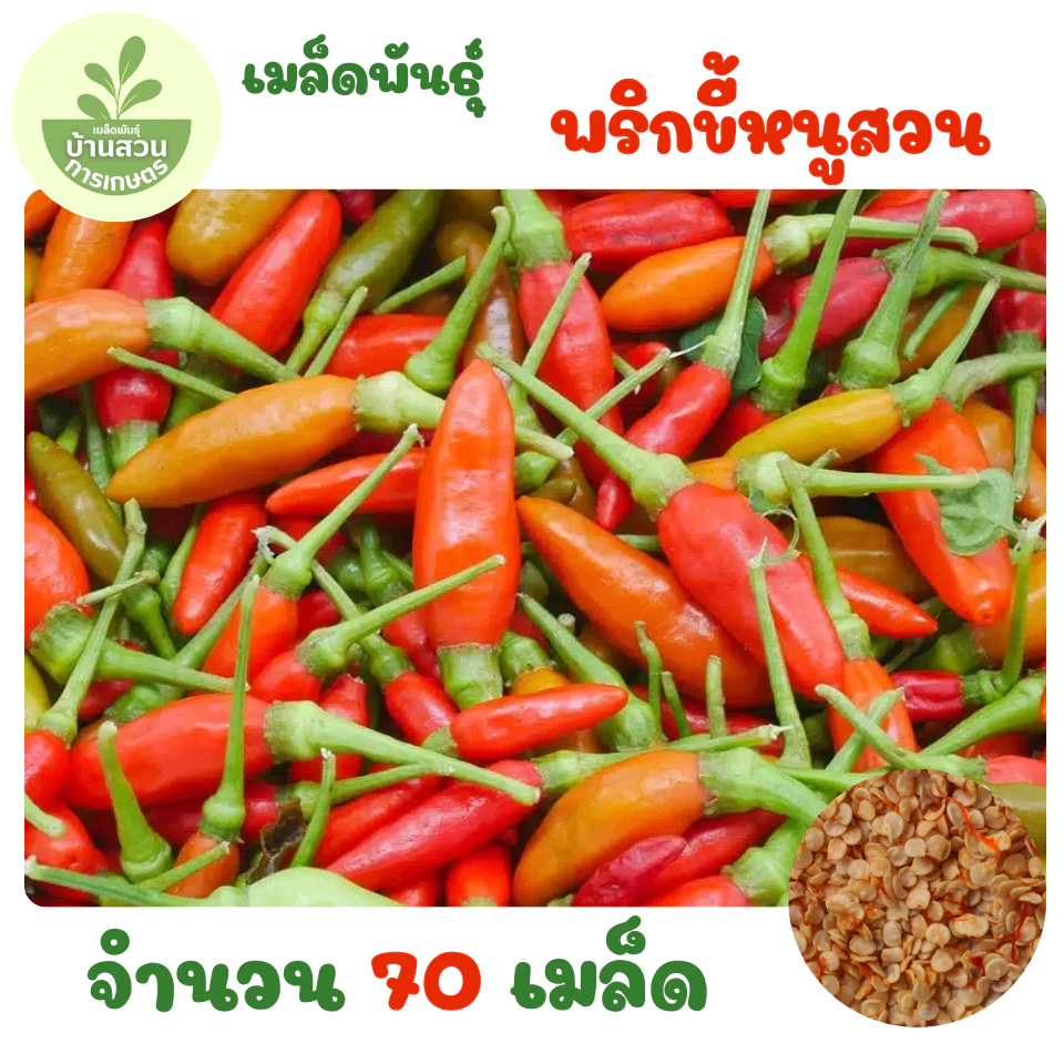 เมล็ดพันธุ์พริกขี้หนูสวน จำนวน 70 เมล็ด