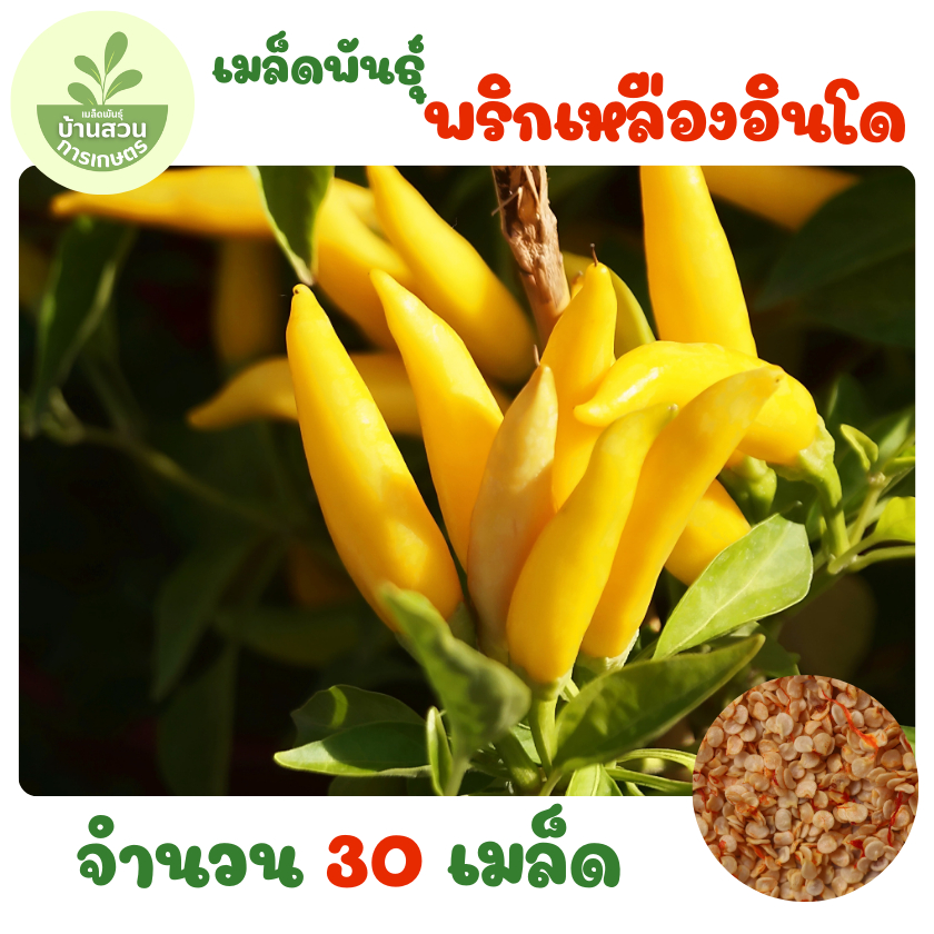 เมล็ดพันธุ์พริกเหลืองอินโด จำนวน 30 เมล็ด