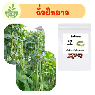 เมล็ดพันธุ์ถั่วฝักยาว จำนวน 20 เมล็ด