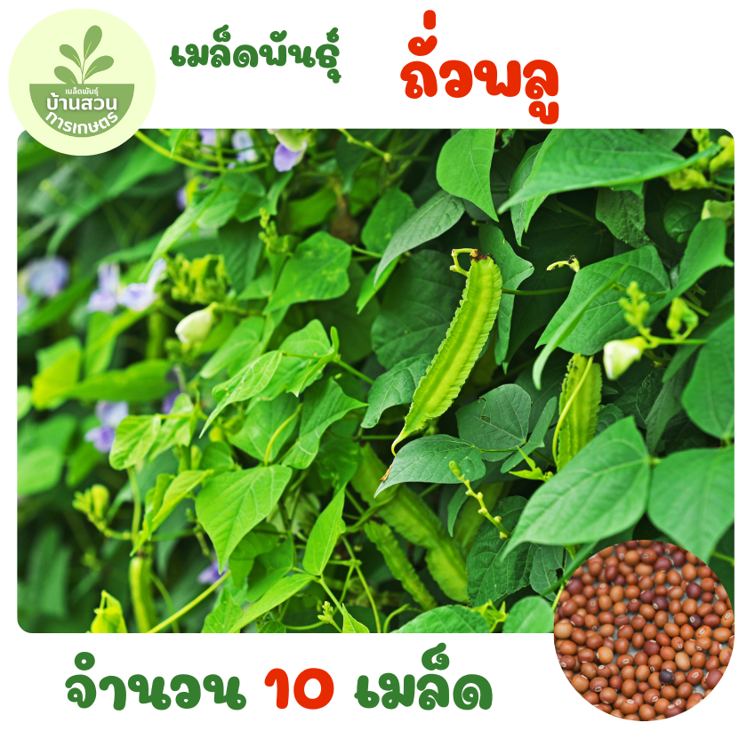 เมล็ดพันธุ์ถั่วพลู จำนวน 10 เมล็ด