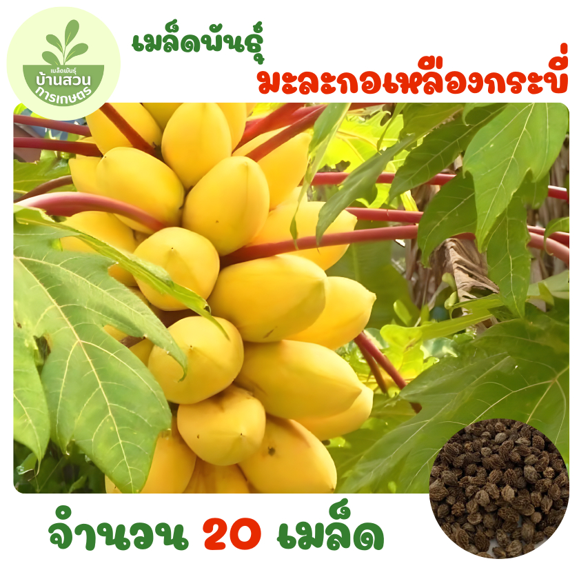 เมล็ดพันธุ์มะละกอเหลืองกระบี่ จำนวน 20 เมล็ด