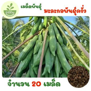 เมล็ดพันธุ์มะละกอพันธุ์ครั่ง จำนวน 20 เมล็ด