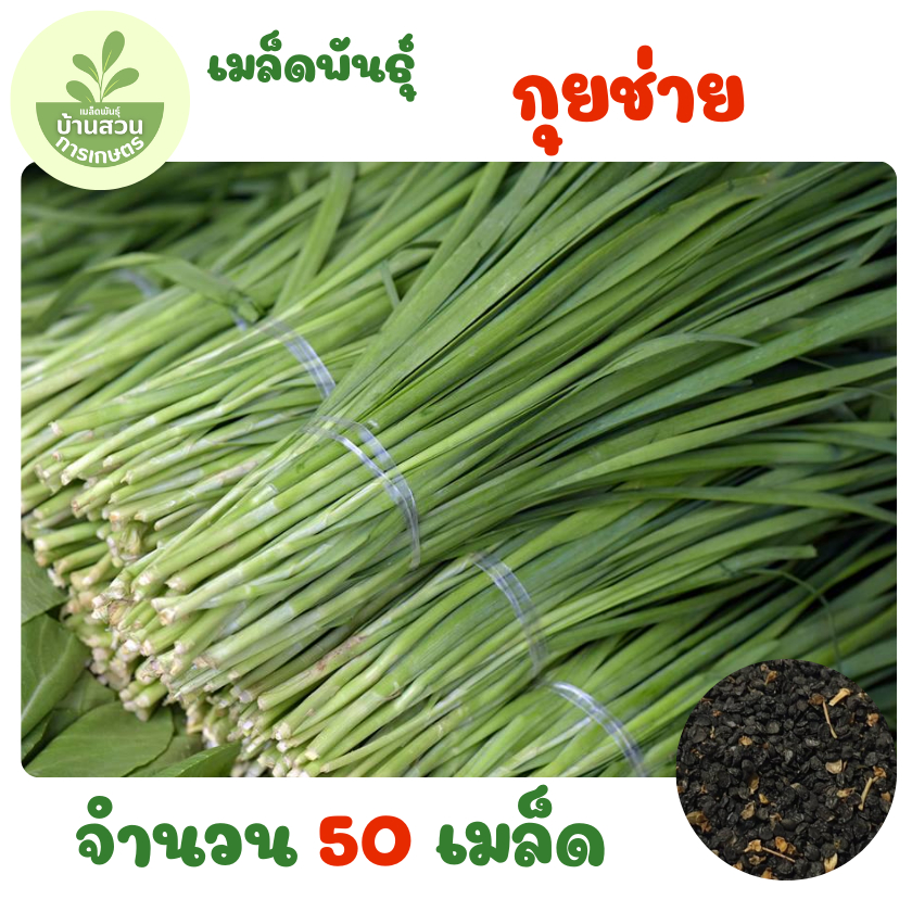 เมล็ดพันธุ์กุยช่าย จำนวน 50 เมล็ด