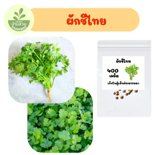 เมล็ดพันธุ์ผักชีไทย จำนวน 400 เมล็ด (10กรัม)
