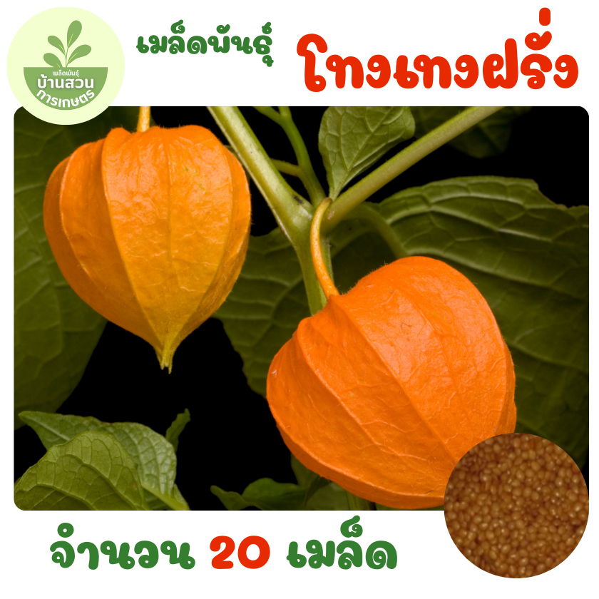 เมล็ดพันธุ์โทงเทงฝรั่ง (คัพกลูเบอร์รี่) จำนวน 20 เมล็ด
