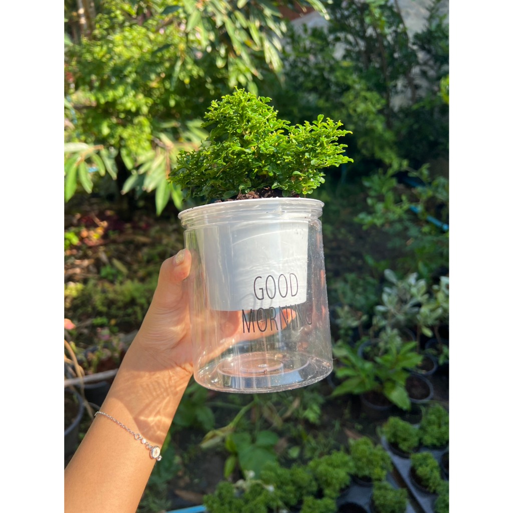 มุมมอง 6